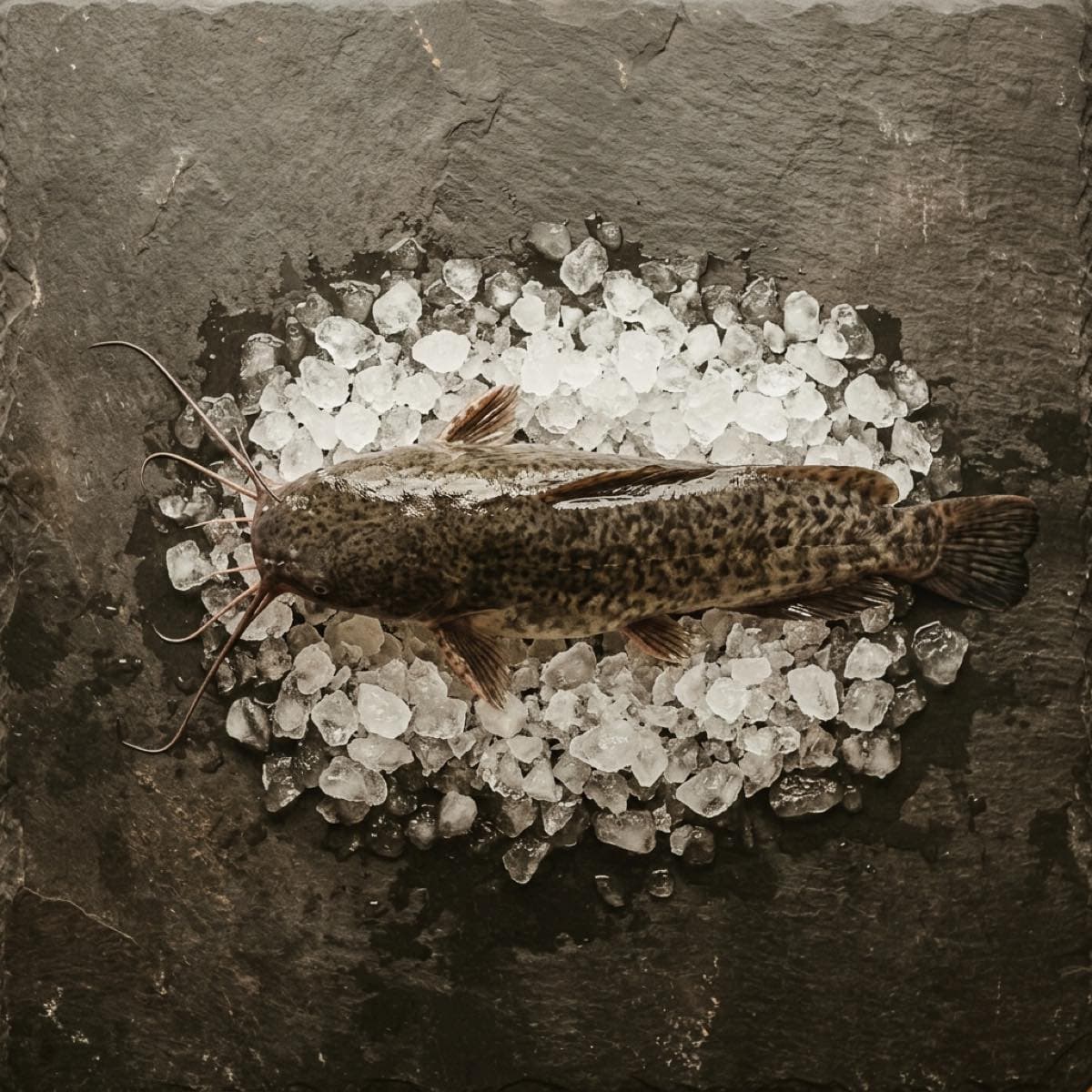 Poisson-chat africain entier sur glace